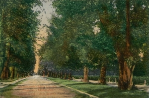Stanisławów Aleja Lipowa -Reprodukcja 4724