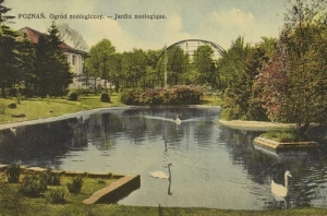 Poznań Ogród Zoologiczny - Reprodukcja 5373