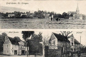 Rogoźnica widokowa - Reprodukcja 31198