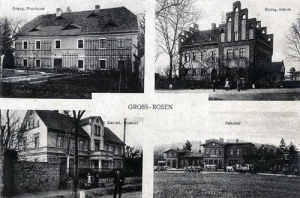 Rogoźnica widokowa - Reprodukcja 31200