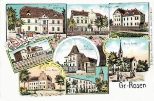 Rogoźnica widokowa - Reprodukcja 31201