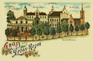 Rogoźnica widokowa - Reprodukcja 31203