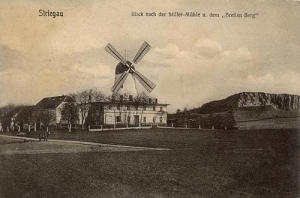 Żólkiewka wiatrak - Reprodukcja 31456