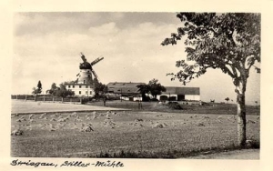 Żólkiewka wiatrak - Reprodukcja 31457