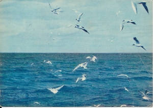 Bałtyk mewy - 010730