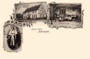 Cybinka widokowa - Reprodukcja 33105