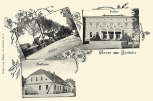 Błotnica Strzelecka - Reprodukcja 33508