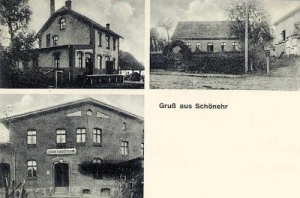Sczenurze - Reprodukcja 34531