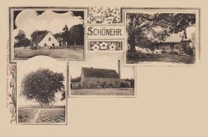 Sczenurze - Reprodukcja 34532