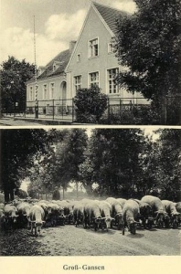 Gałązina Wielka - Reprodukcja 34942