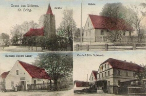 Brzezina - Reprodukcja 37359