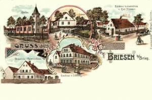 Brzezina - Reprodukcja 37360