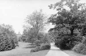 Krowiarki - Reprodukcja 37801