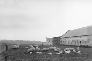 Krowiarki - Reprodukcja 37804