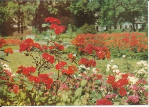 Gorzów Wielkopolski - 016943