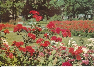 Gorzów Wielkopolski - 018346