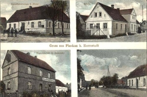 Płoski - Reprodukcja 39505