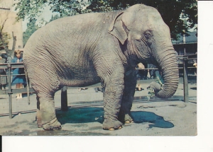 Poznań ZOO - 020280