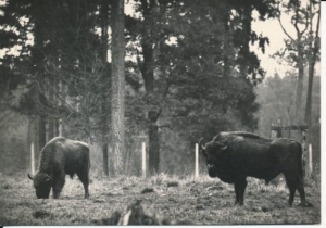 Pszczyna - 020541