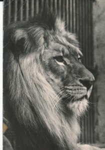 Gdańsk Zoo - 021232