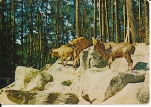 Gdańsk Zoo - 021363