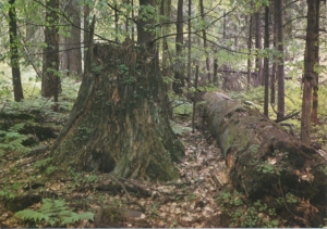 Świętokrzyski Park Narodowy - 022840