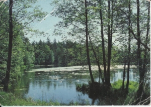 Roztocze rozlewisko rzeki Szum - 024445