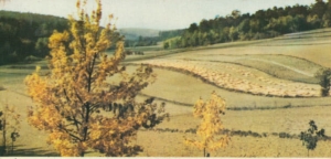 Roztocze okolice Goraja - 027086
