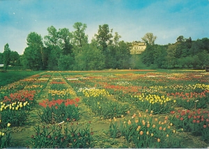 Puławy plantacja tulipanów - 028384