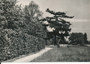 Lubartów park pałacowy - 028438