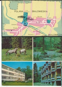 Polana Białowieska mapka - 029397