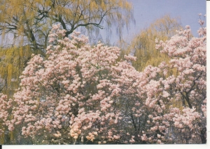 Szczecin magnolie - 029555