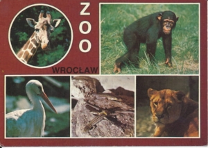 Wrocław Ogród zoologiczny - 030167