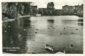 Gorzów Wielkopolski - Reprodukcja 41152