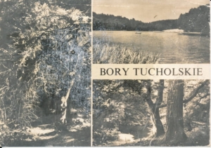 Bory Tucholskie widokowa - 031999
