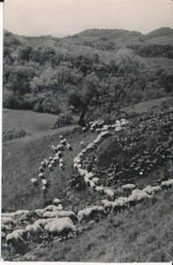 Bieszczady wypas owiec - 033332