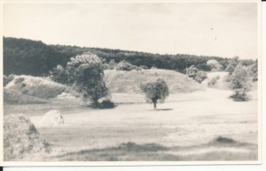Budzyń Wlkp. Park Narodowy - 033347