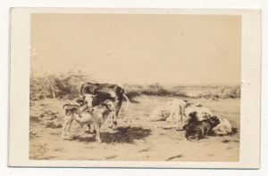 CDV Fotografia wizytowa - 23515