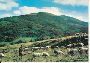 Bieszczady wypas owiec - 033870
