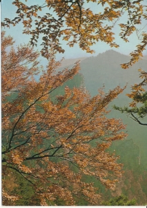 Pieniny widok z Sokolej Perci - 034273