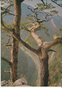 Pieniny przełom Dunajca - 034274
