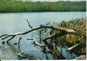 Wielkopolski Park Narodowy - 037365