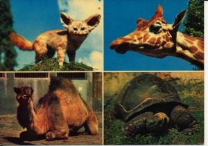 Poznań ogród zoologiczny - 037830