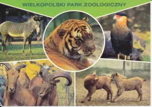 Wielkopolski Park Zoologiczny - 039452