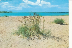 Mikoszewo Ujście Wisły - 041499