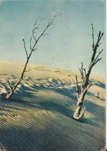 Łeba wydmy nadmorskie - 041883
