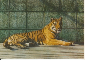 Chorzów ogród zoologiczny - 042313