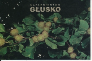 Dobiegniew Nadleśnictwo Głusko - 043376