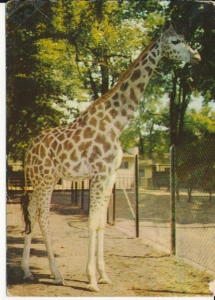 Poznań Ogród Zoologiczny - 044896