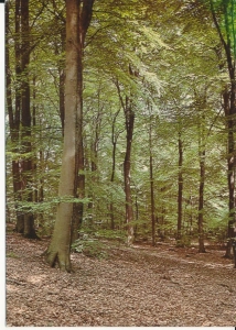 Woliński Park Narodowy - 045319